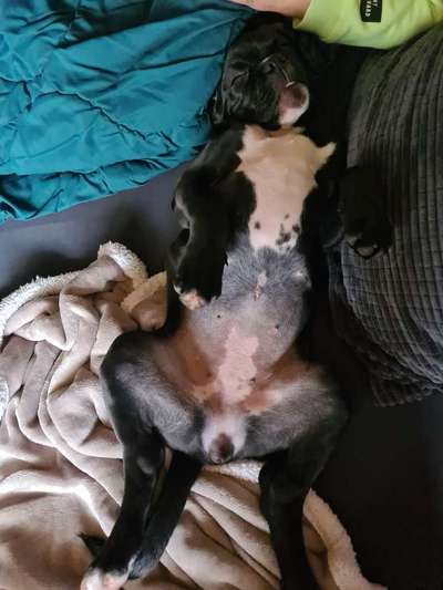 Mischlingshunde Foto Aufruf-Beitrag-Bild