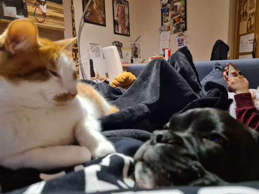 Mischlingshunde Foto Aufruf-Beitrag-Bild