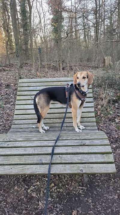 Griechische Bracke-Beitrag-Bild