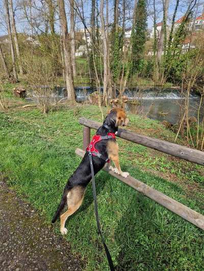 Griechische Bracke-Beitrag-Bild