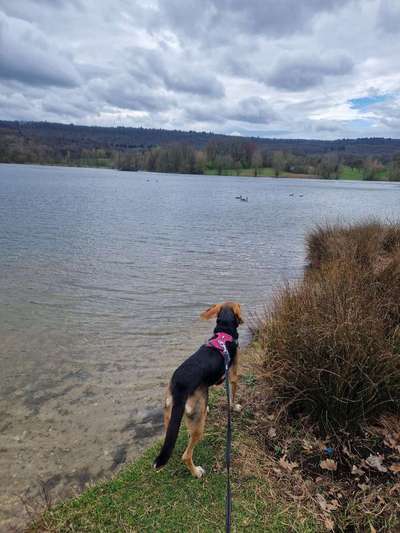 Griechische Bracke-Beitrag-Bild