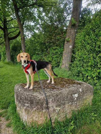 Griechische Bracke-Beitrag-Bild