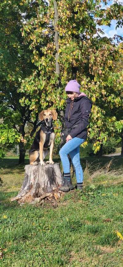 Griechische Bracke-Beitrag-Bild