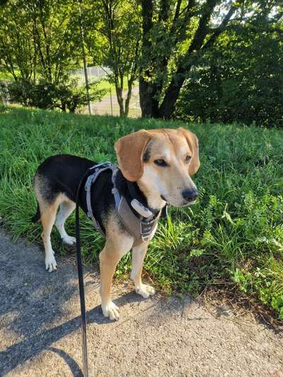 Griechische Bracke-Beitrag-Bild