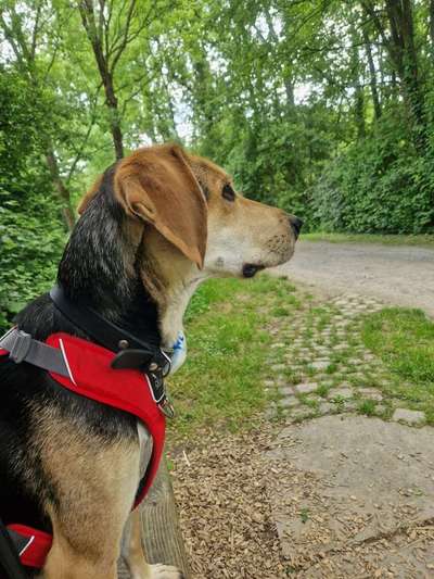 Griechische Bracke-Beitrag-Bild