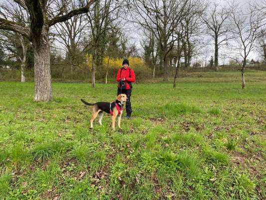 Griechische Bracke-Beitrag-Bild