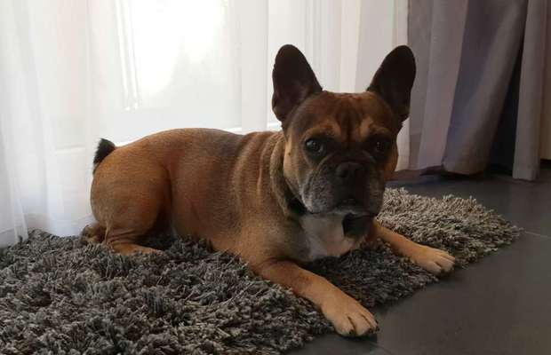 Zeigt her eure Frenchi-Beitrag-Bild