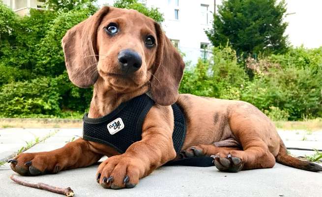 Die Dogorama Kalender Challenge Titelbild-Beitrag-Bild