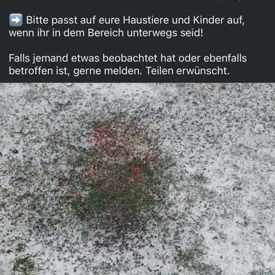 Giftköder-Rattengift-Bild