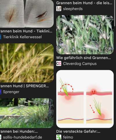 Giftköder-Gefährliche Grannen Pflanzen-Bild