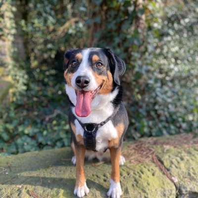 Hundetreffen-Gassi - Treffen /-Bild