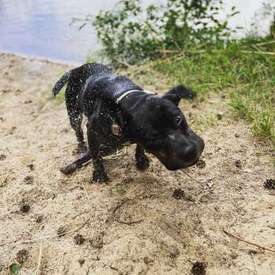 Hundetreffen-Welpen treffen Kyritz-Bild