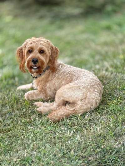 Irish Doodle?!-Beitrag-Bild