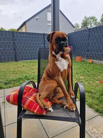 Deutsche Boxer-Beitrag-Bild