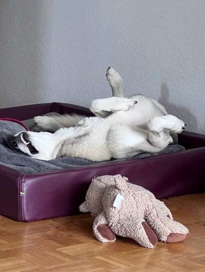 Hundebetten - Erfahrungen?-Beitrag-Bild