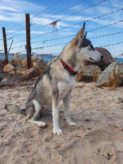 Dein Hund im Dogorama-Kalender 2021-Beitrag-Bild