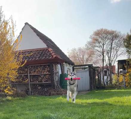 Zahnfreundliches Hundespielzeug-Beitrag-Bild