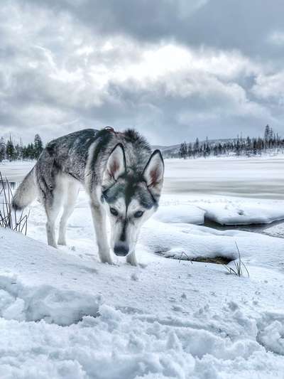 Verändert sich die Fellfarbe/Fellzeichnung meines Husky Welpen?-Beitrag-Bild