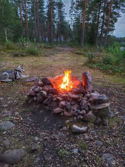 Mit dem Auto nach Schweden/Norwegen - Suche nach hundefreundlichen Hoteltipps, Ausflugstipps...-Beitrag-Bild