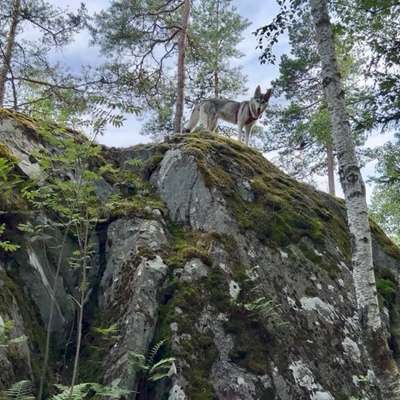 Bergwandern mit Hund-Beitrag-Bild