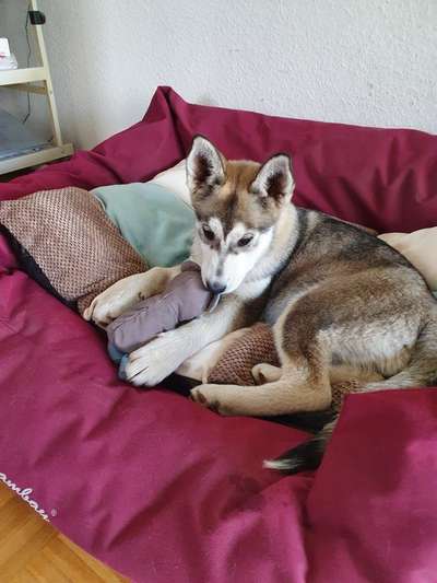 Verändert sich die Fellfarbe/Fellzeichnung meines Husky Welpen?-Beitrag-Bild