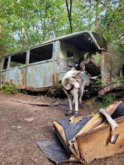 Urlaub mit Hund-Beitrag-Bild