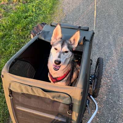 E-Bike Fahrradanhänger-Beitrag-Bild