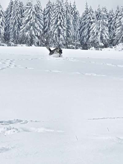 Fotosammlung: ,,Der natürliche Hund" Unbearbeitet, ungestellt und in Natura-Beitrag-Bild