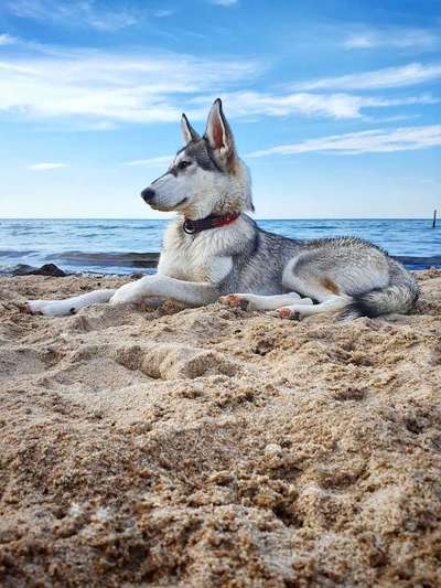 Dein Hund im Dogorama-Kalender 2021-Beitrag-Bild