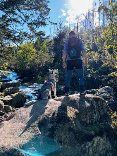 Urlaub mit Hund-Beitrag-Bild