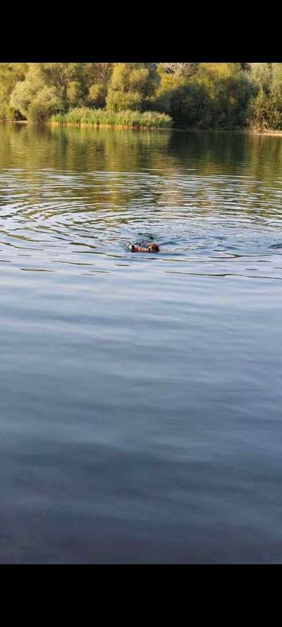 Hundeauslaufgebiet-Eixer See-Bild