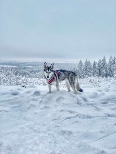 Husky-Beitrag-Bild