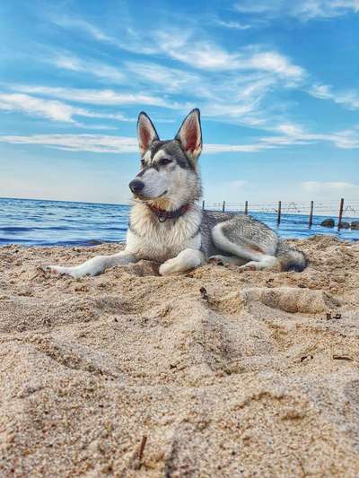 Dein Hund im Dogorama-Kalender 2021-Beitrag-Bild