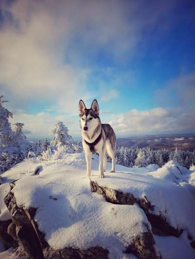 Verändert sich die Fellfarbe/Fellzeichnung meines Husky Welpen?-Beitrag-Bild