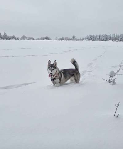 Fotosammlung: ,,Der natürliche Hund" Unbearbeitet, ungestellt und in Natura-Beitrag-Bild