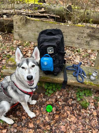 Handy Foto Challange Nr. 46  Happy Dog-Beitrag-Bild