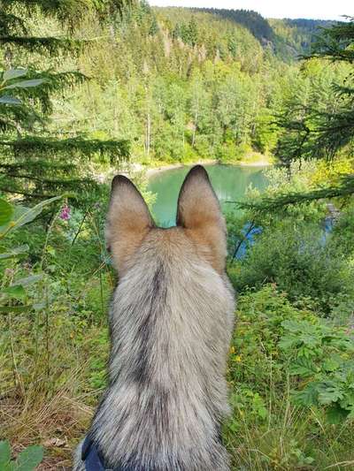 Dein Hund im Dogorama-Kalender 2021-Beitrag-Bild