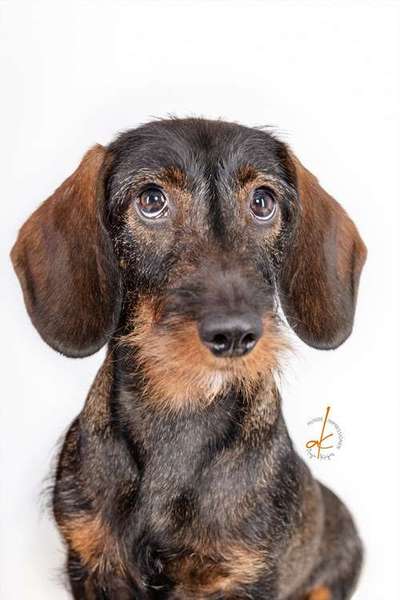 Die Dogorama Kalender Challenge 4/4-Beitrag-Bild