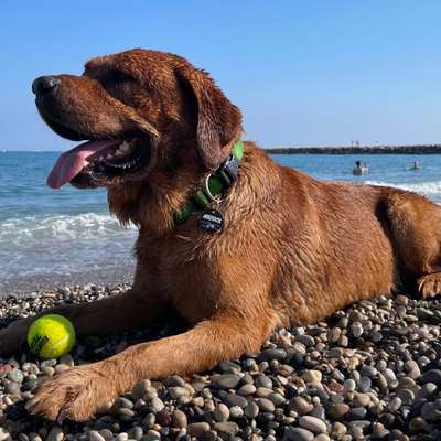 Hundetreffen-Maddox möchte auch mal mit Hunden spielen-Bild