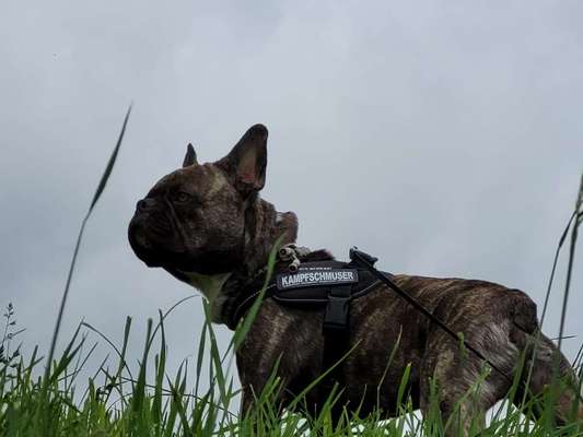 Die Dogorama Kalender Challenge Titelbild-Beitrag-Bild