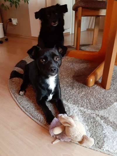 Dein Hund im Dogorama-Kalender 2021-Beitrag-Bild