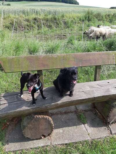 Dein Hund im Dogorama-Kalender 2021-Beitrag-Bild