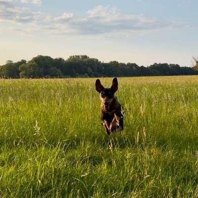 Hundetreffen-Hundetreff auf dem Hundespielplatz in Wildau-Bild