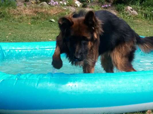 Schäferhund-Beitrag-Bild