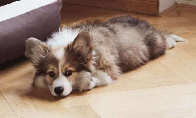 Welpen Bilder !-Beitrag-Bild