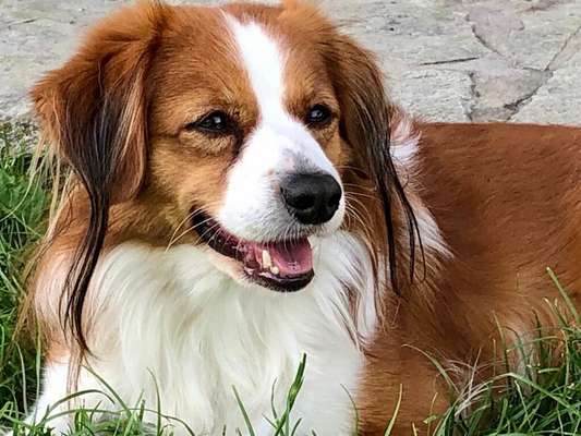 Lieblingsbild von euren Hunden?-Beitrag-Bild