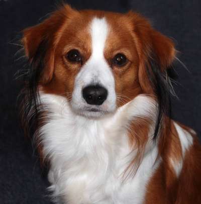 Kooikerhondje-Beitrag-Bild