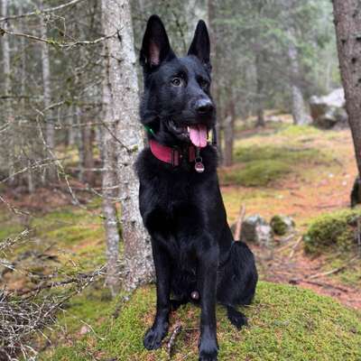 Hundetreffen-Begegnugs- & Sozialkontakt Training-Bild