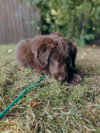 Welpen Bilder !-Beitrag-Bild