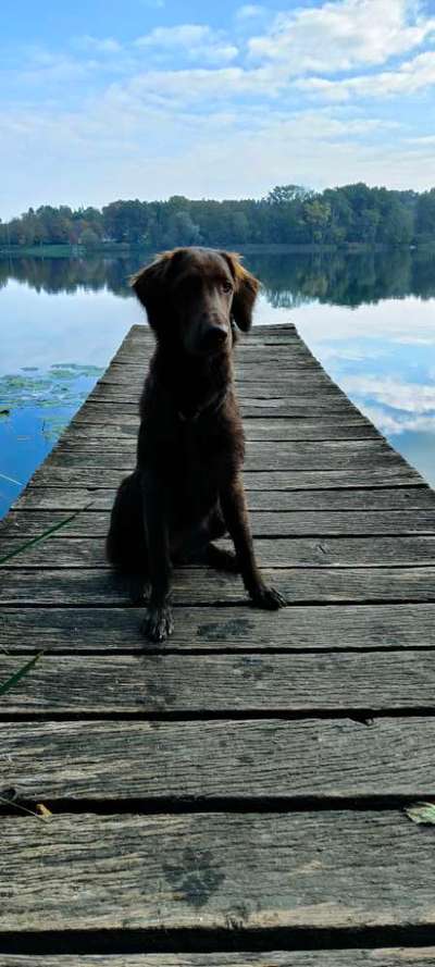Flat Coated Retriever-Beitrag-Bild